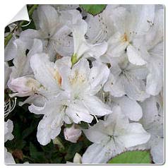 Azlea japonesa 'Schneewitchen'